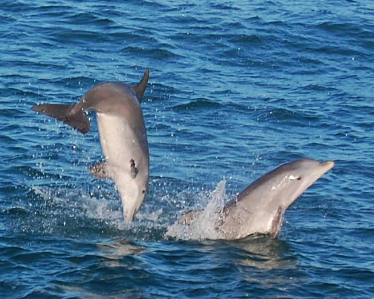 2-more-dolphins